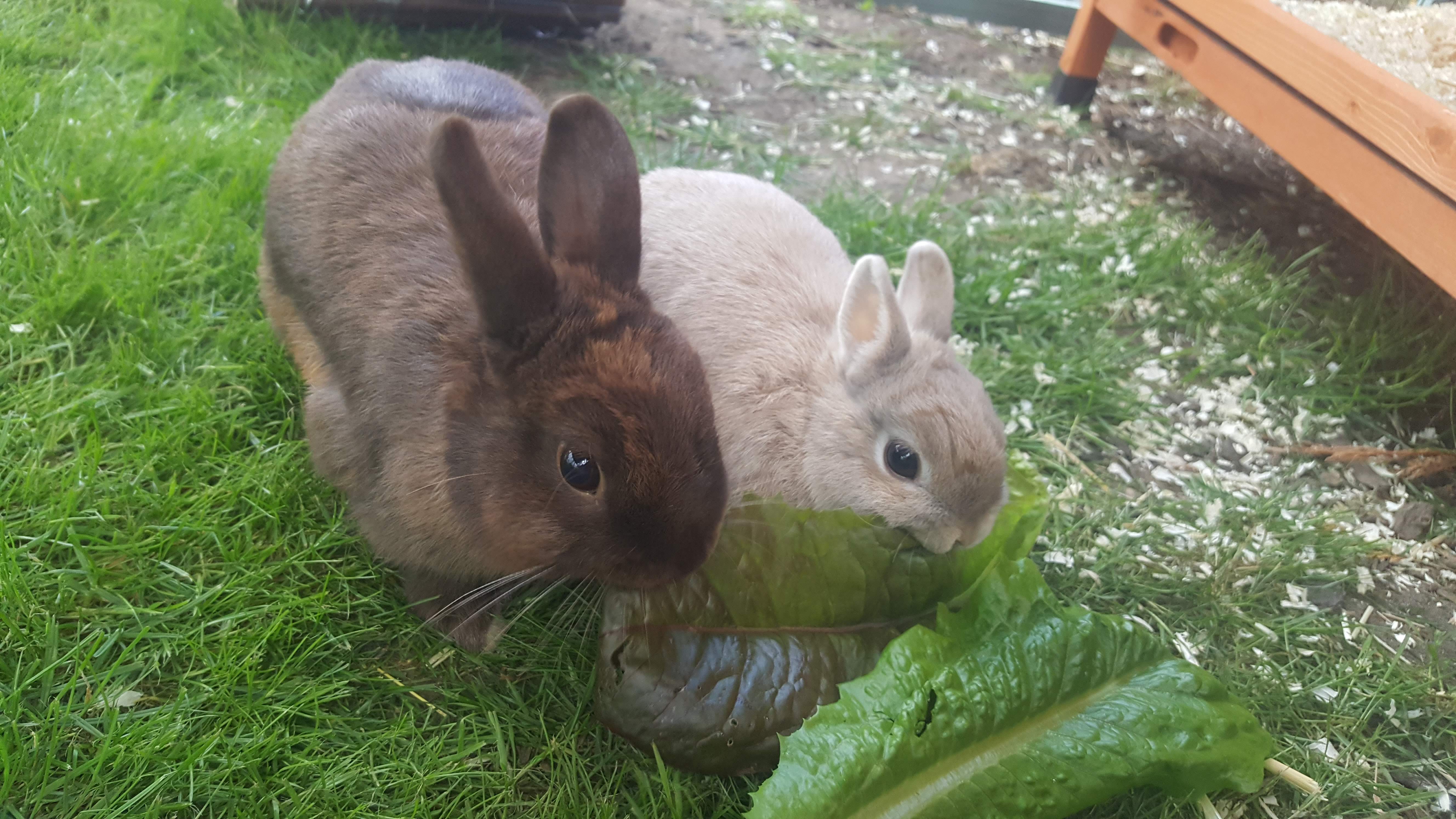 Rspca approved best sale rabbit hutches